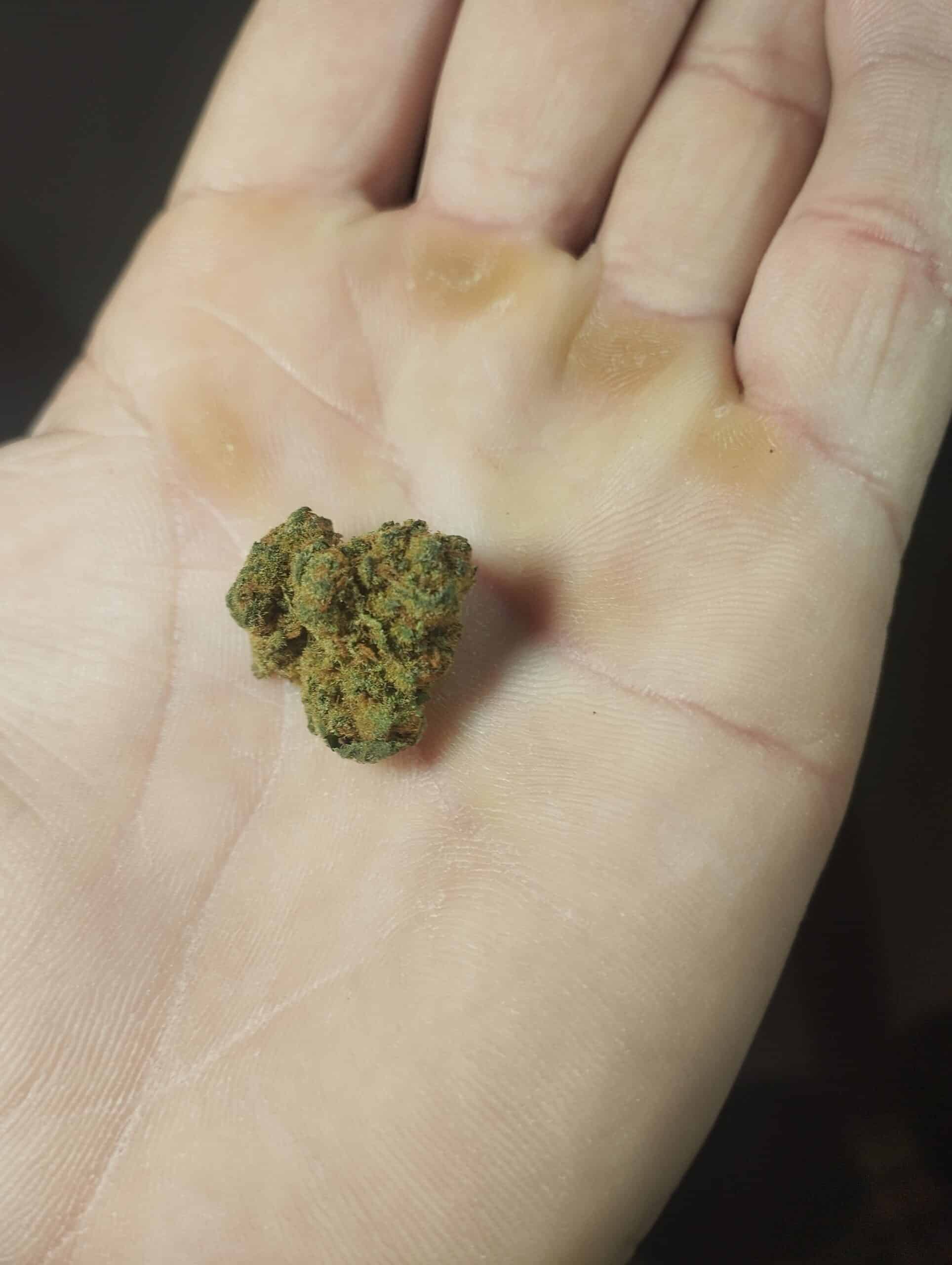 ננו 4 (Nano 4) – היבריד T22/C4