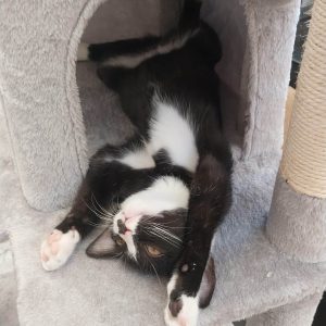 סבסטיאן (Sebastian) – אינדיקה T22/C4