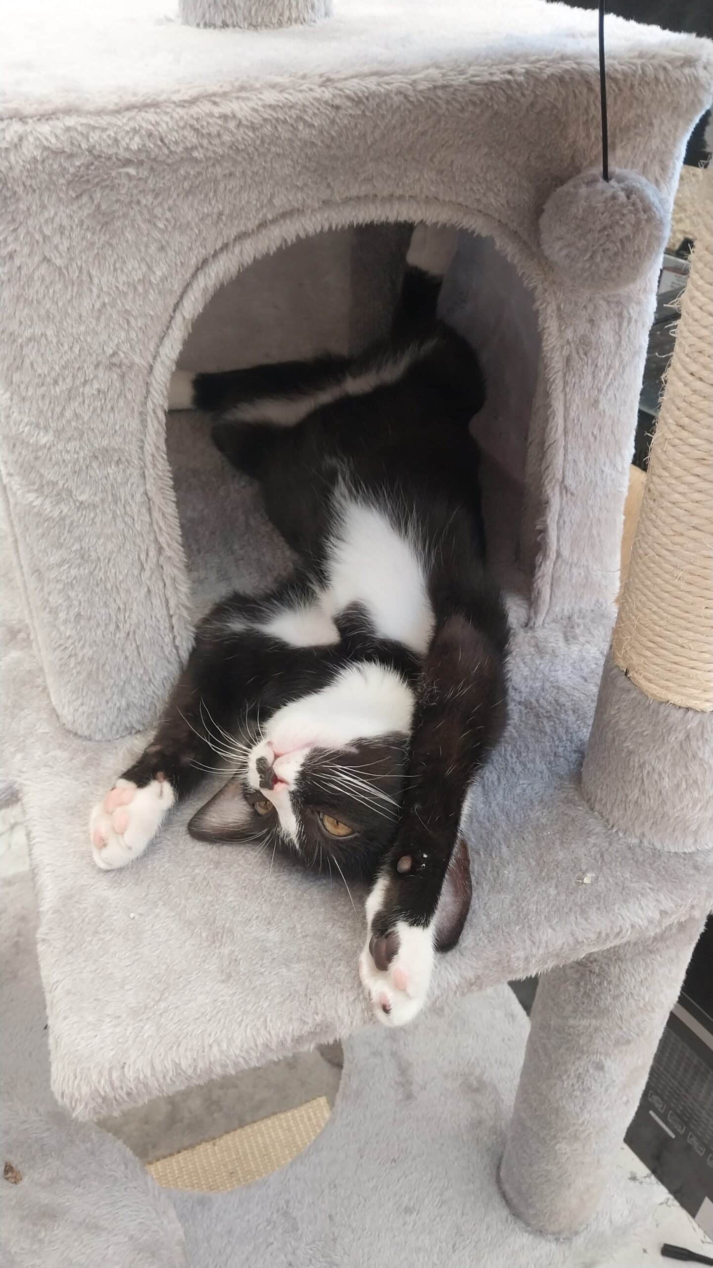 סבסטיאן (Sebastian) – אינדיקה T22/C4