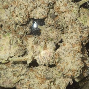 סולו סטראטה מיני (SOLO Strata Mini) – אינדיקה T22/C4