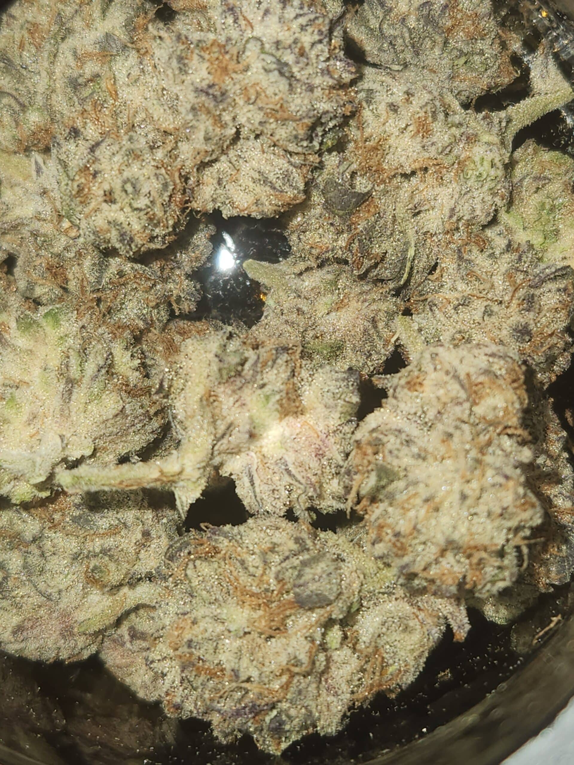 סולו סטראטה מיני (SOLO Strata Mini) – אינדיקה T22/C4