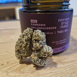 סולו קונס מיני (SOLO Koons Mini) – אינדיקה T22/C4