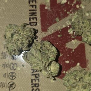 סי.בי.אר 33 (CBR 33) – סאטיבה T22/C4