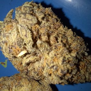 סנטו (Santo) – אינדיקה T22/C4