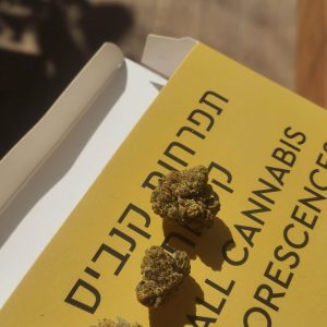 ספיר מיני (Sapir Mini) – אינדיקה T22/C4