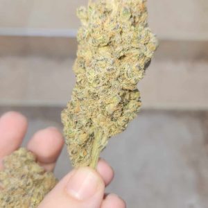 סרינה (Sarina) – סאטיבה T22/C4