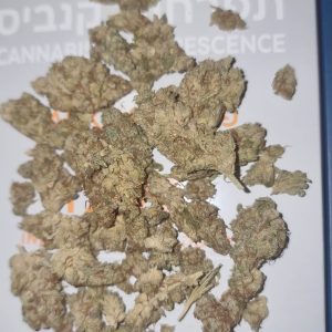 פאנק 47 (Fank 47) – אינדיקה T22/C4