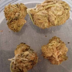 פו.בי (FU.B) – אינדיקה T22/C4