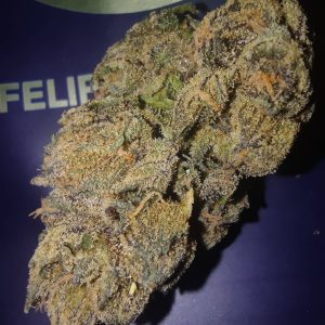 פליפ'ה (Felipé) – אינדיקה T22/C4