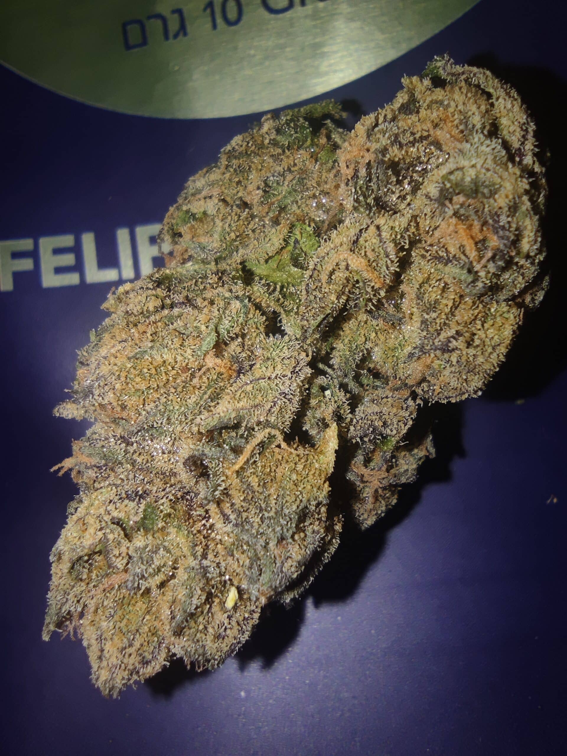 פליפ'ה (Felipé) – אינדיקה T22/C4