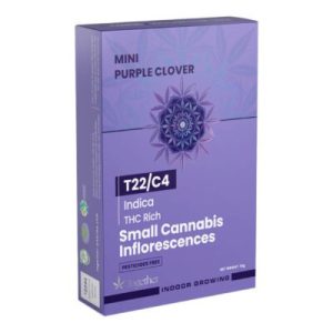 פרפל קלובר תלתן סגול מיני (Purple Clover Mini) – אינדיקה T22/C4