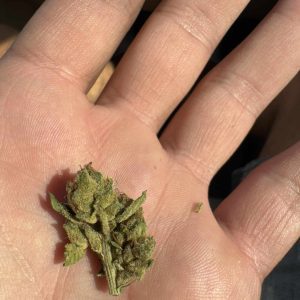 קאליפה קוש ק.ק (Khalifa Kush K.K) – אינדיקה T22/C4