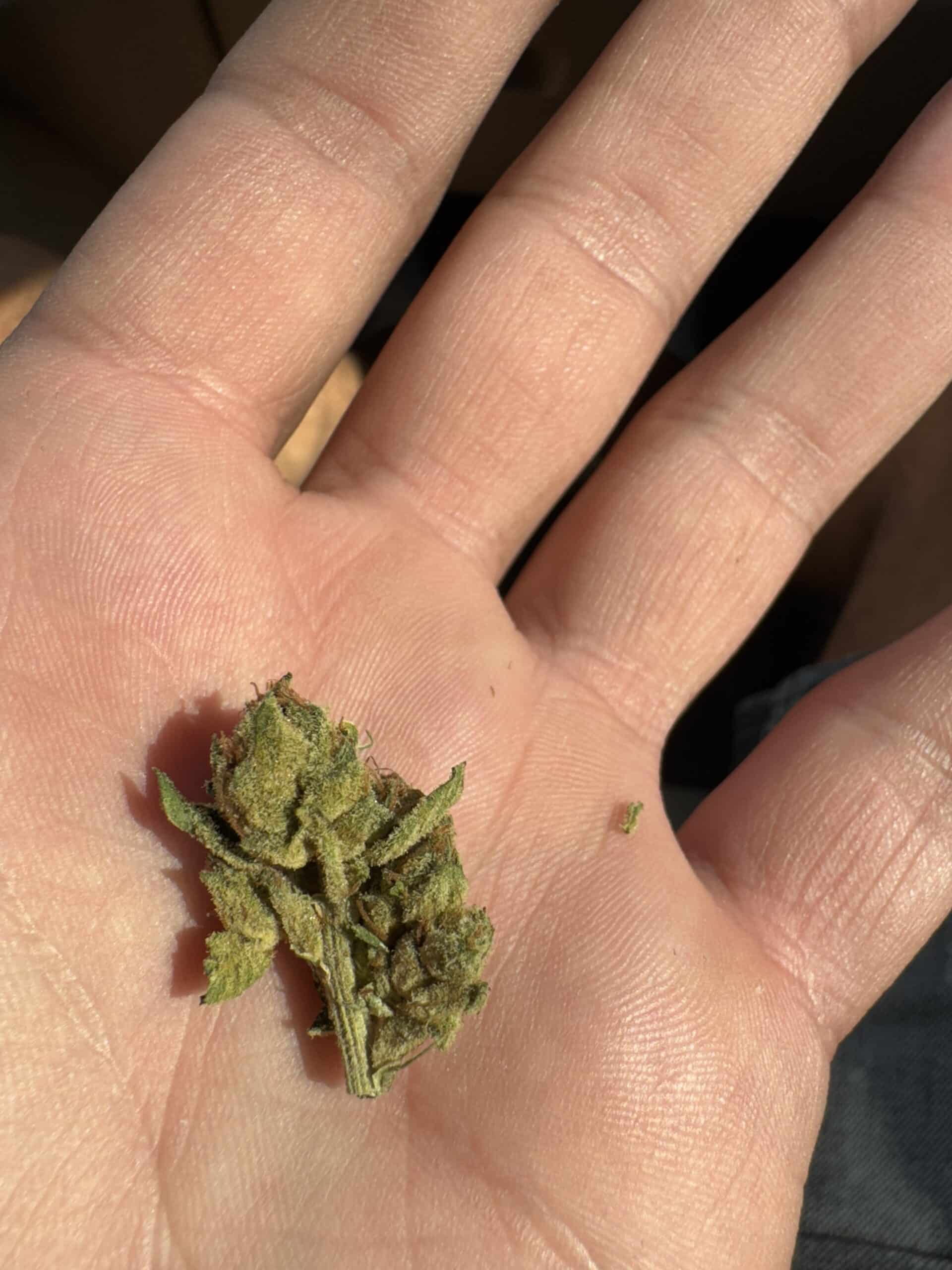 קאליפה קוש ק.ק (Khalifa Kush K.K) – אינדיקה T22/C4