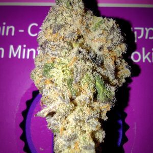 קאפ ג'אן מיניז (Cap Jun Miniz) – אינדיקה T22/C4