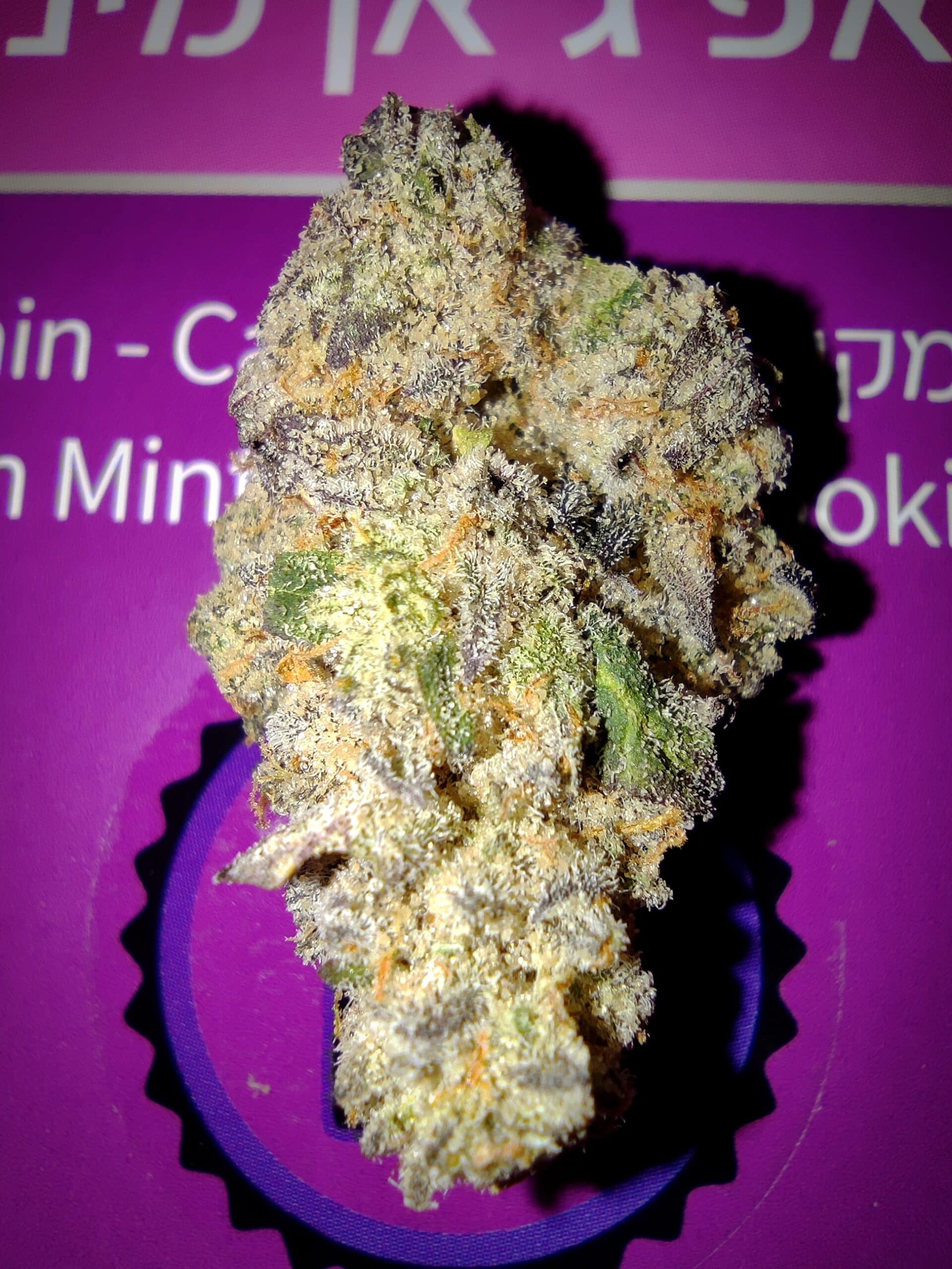 קאפ ג'אן מיניז (Cap Jun Miniz) – אינדיקה T22/C4