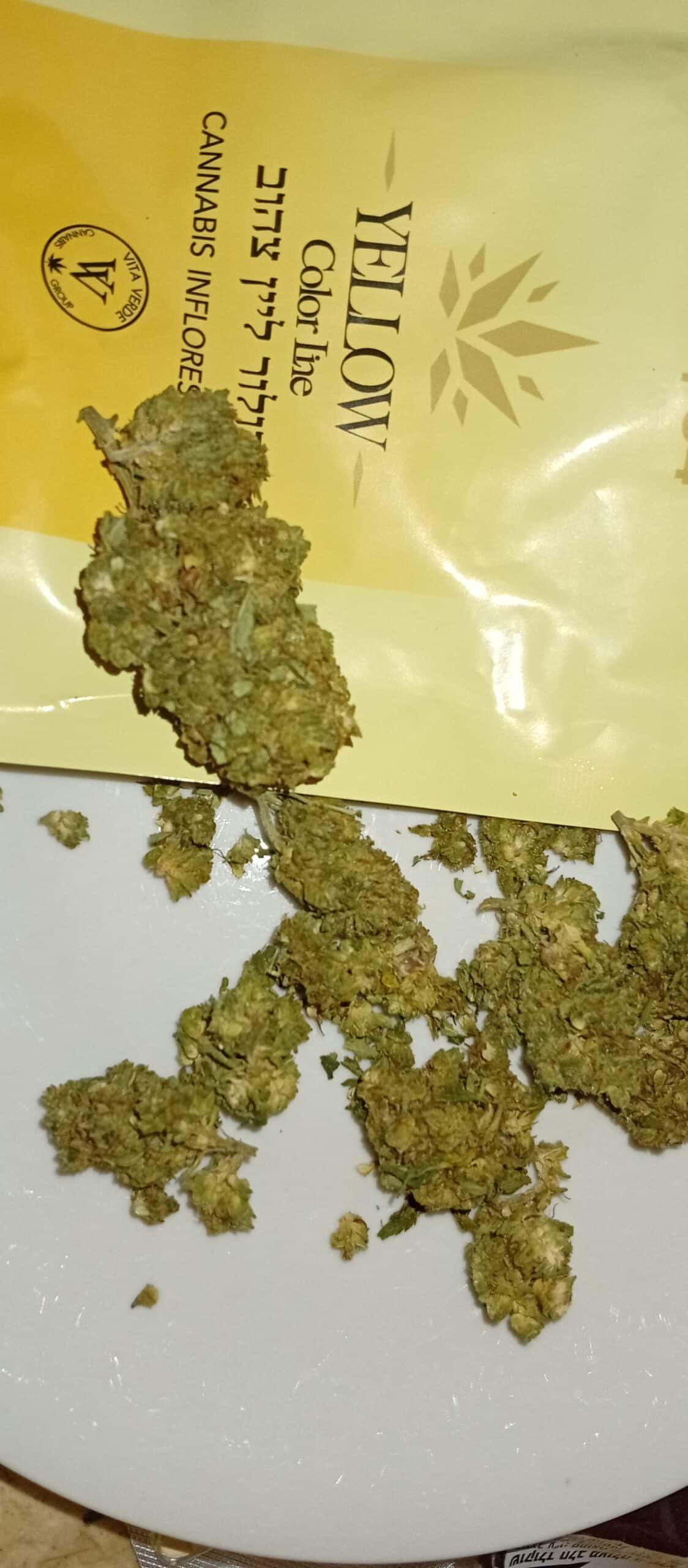 קולור ליין צהוב (Color Line Yellow) – סאטיבה T22/C4