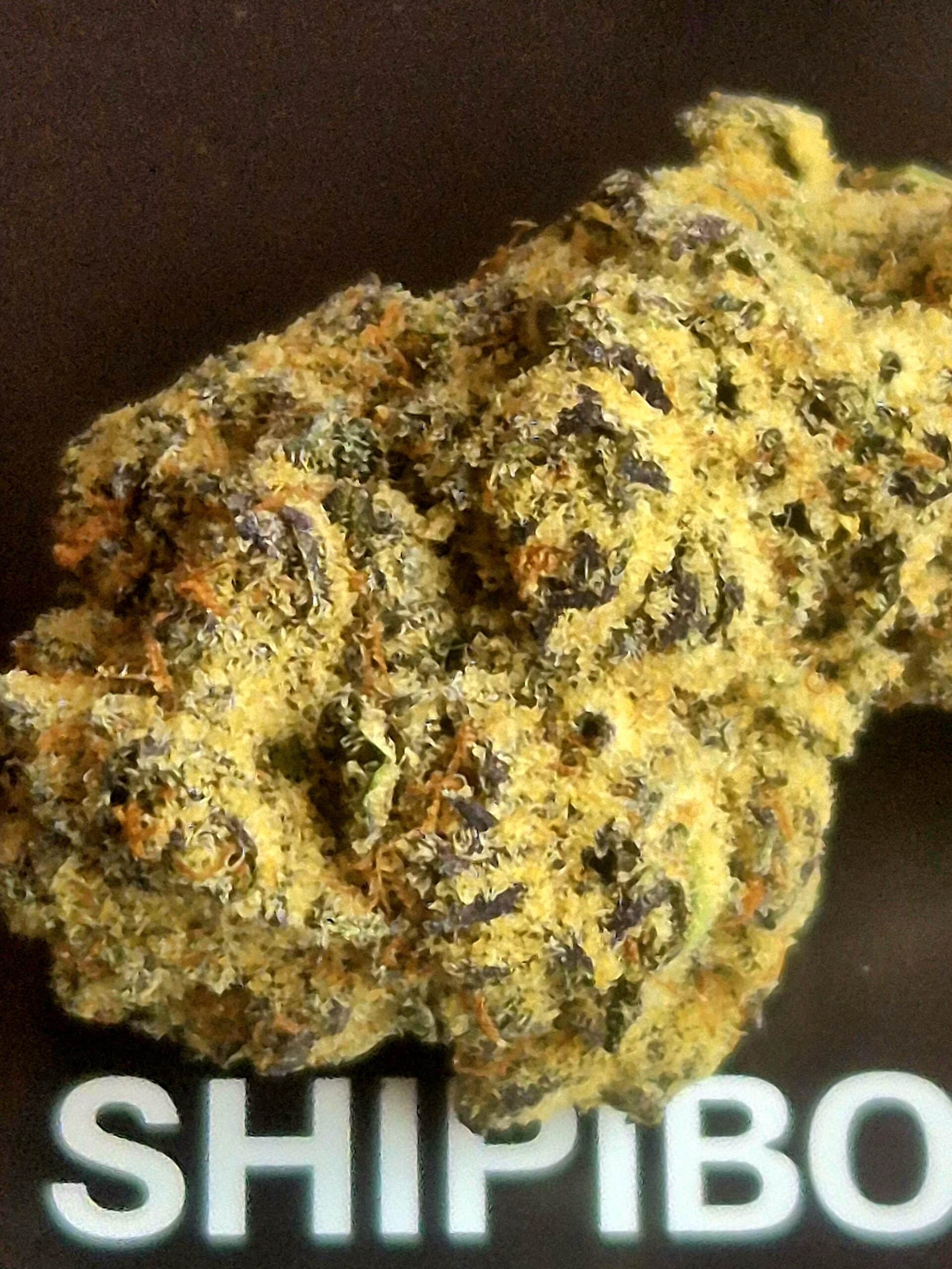 שיפיבו (Shipibo) – אינדיקה T22/C4